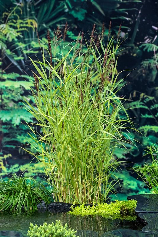 Phragmites Australis (18 x 18) 30cm 18cm Pot