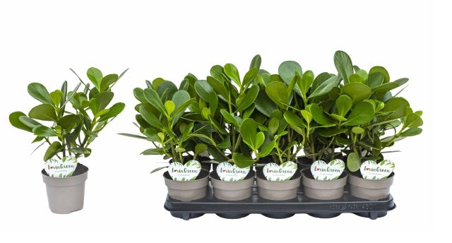 Clusia rosea 35cm 12cm Pot