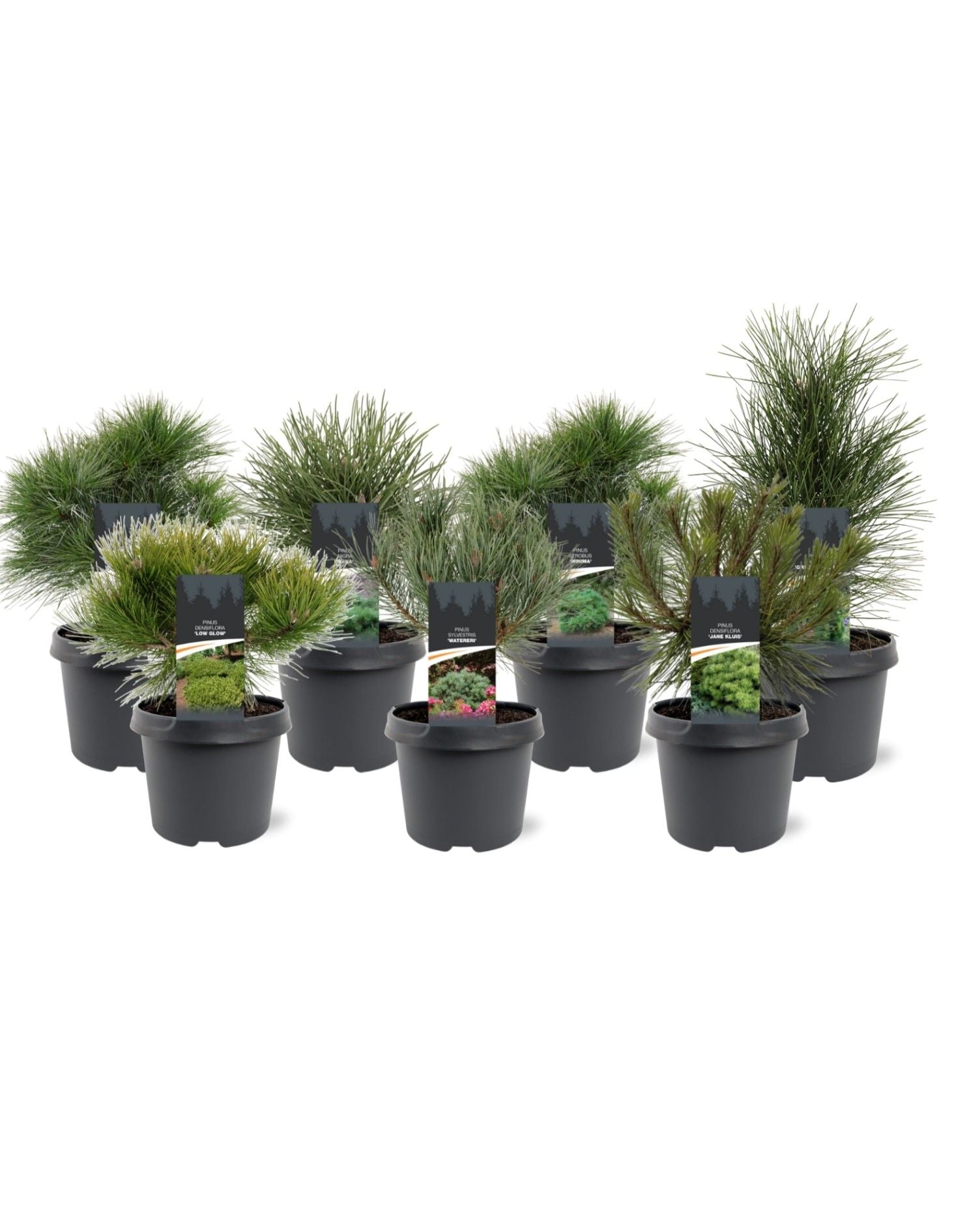 Pinus thunbergii 25cm 19cm Pot