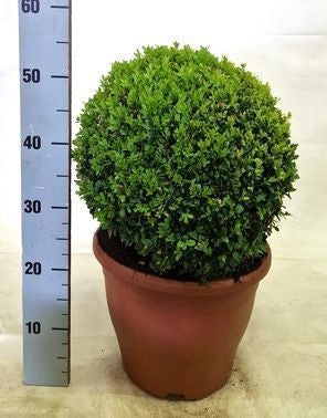 Buxus sempervirens ball 55cm 29cm Pot