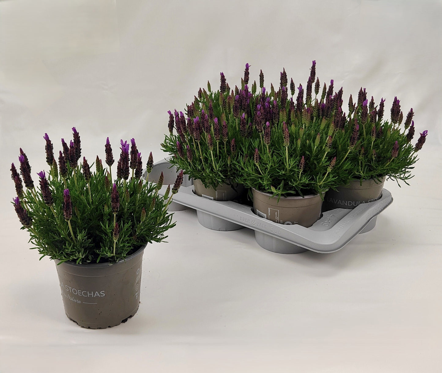 Lavandula stoechas 30cm 17cm Pot
