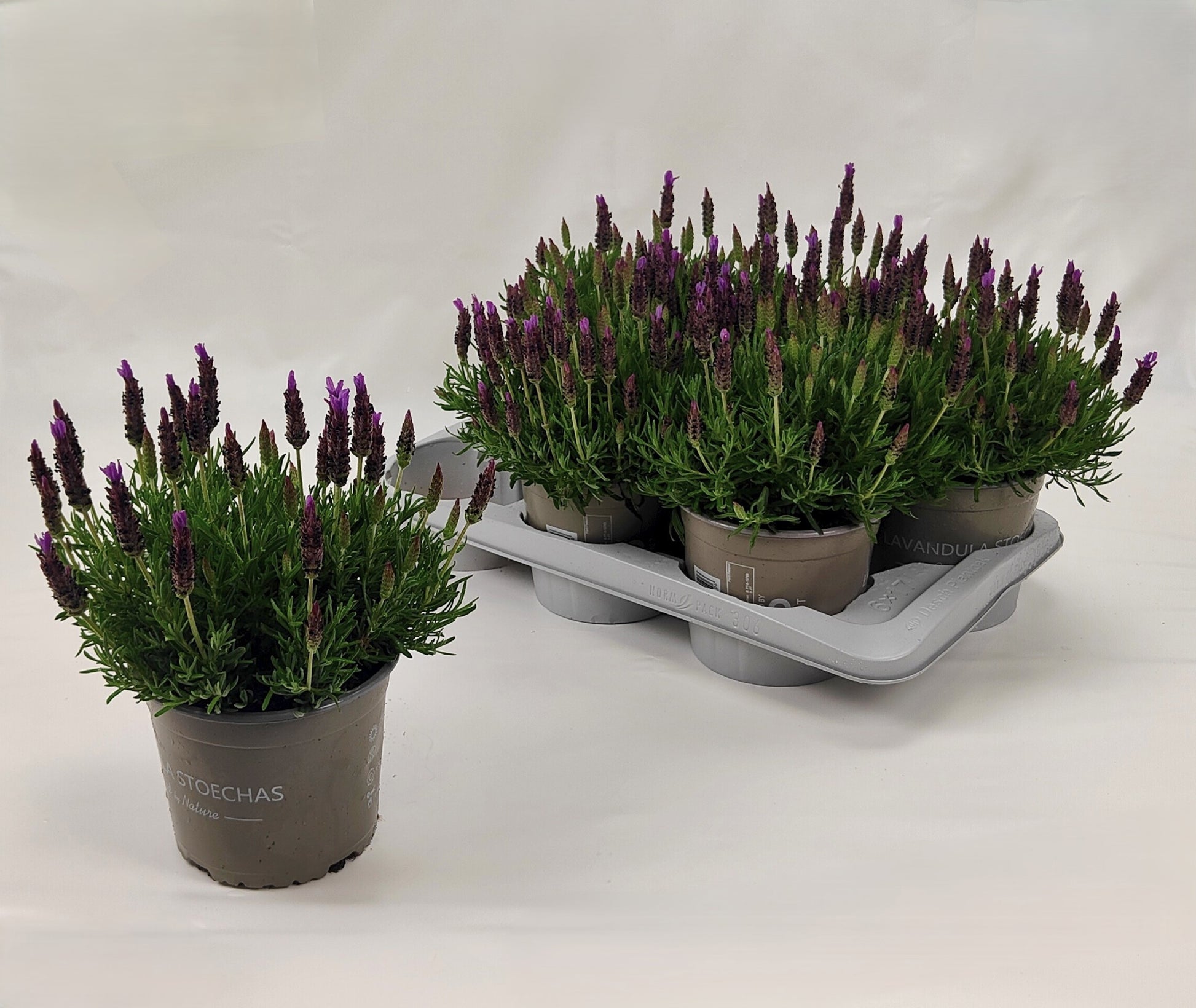 Lavandula stoechas 30cm 17cm Pot
