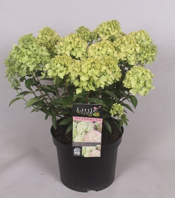 Hydrangea paniculata 40cm 23cm Pot