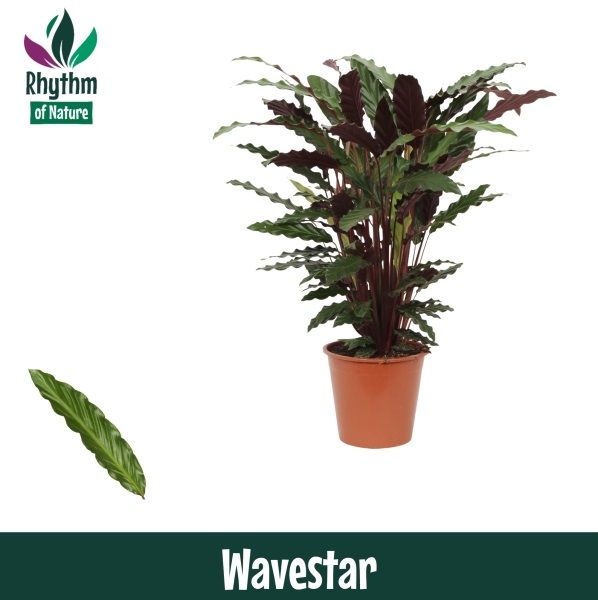 Calathea Wavestar 80cm 19cm Pot
