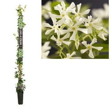 Trachelospermum jasminoides 210cm 23cm Pot