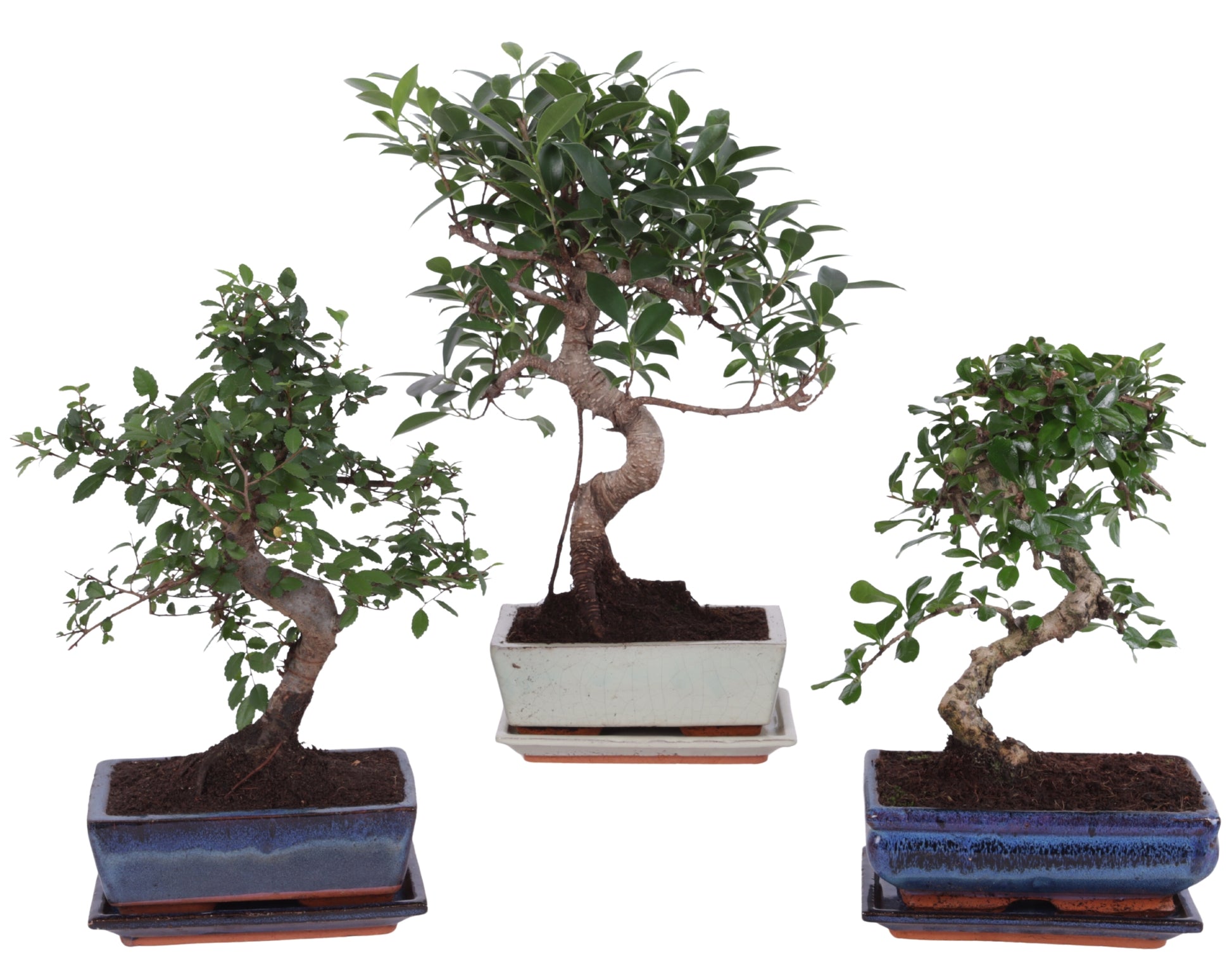 Bonsai mix s-shape 35cm 20cm Pot