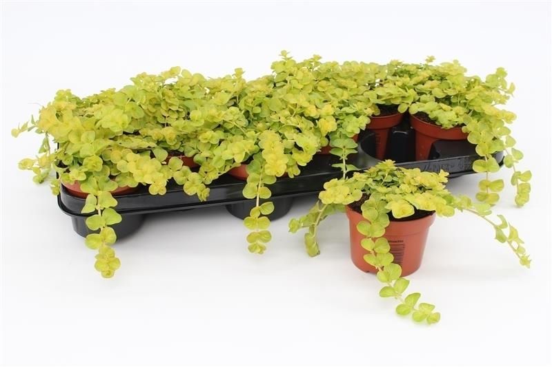 Lysimachia nummularia Goldilocks 15cm 510cm Pot