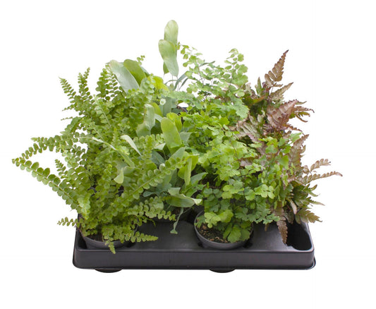 Ferns mix 15cm 6cm Pot