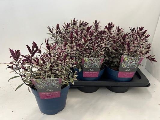 Hebe Pink Princess 28cm 17cm Pot