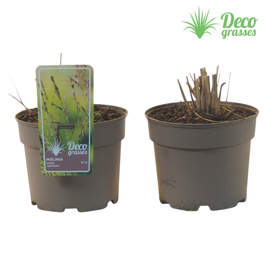 Molinia caerulea mix 30cm 19cm Pot