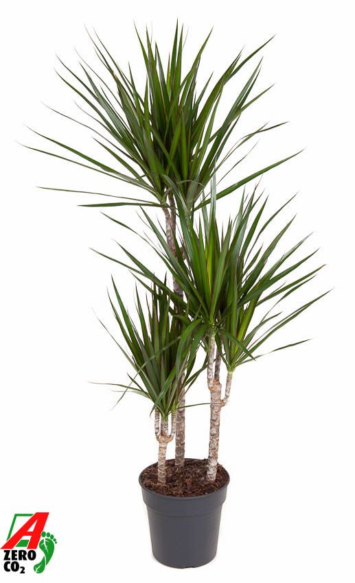 Dracaena marginata 60-30-15 120cm 21cm Pot