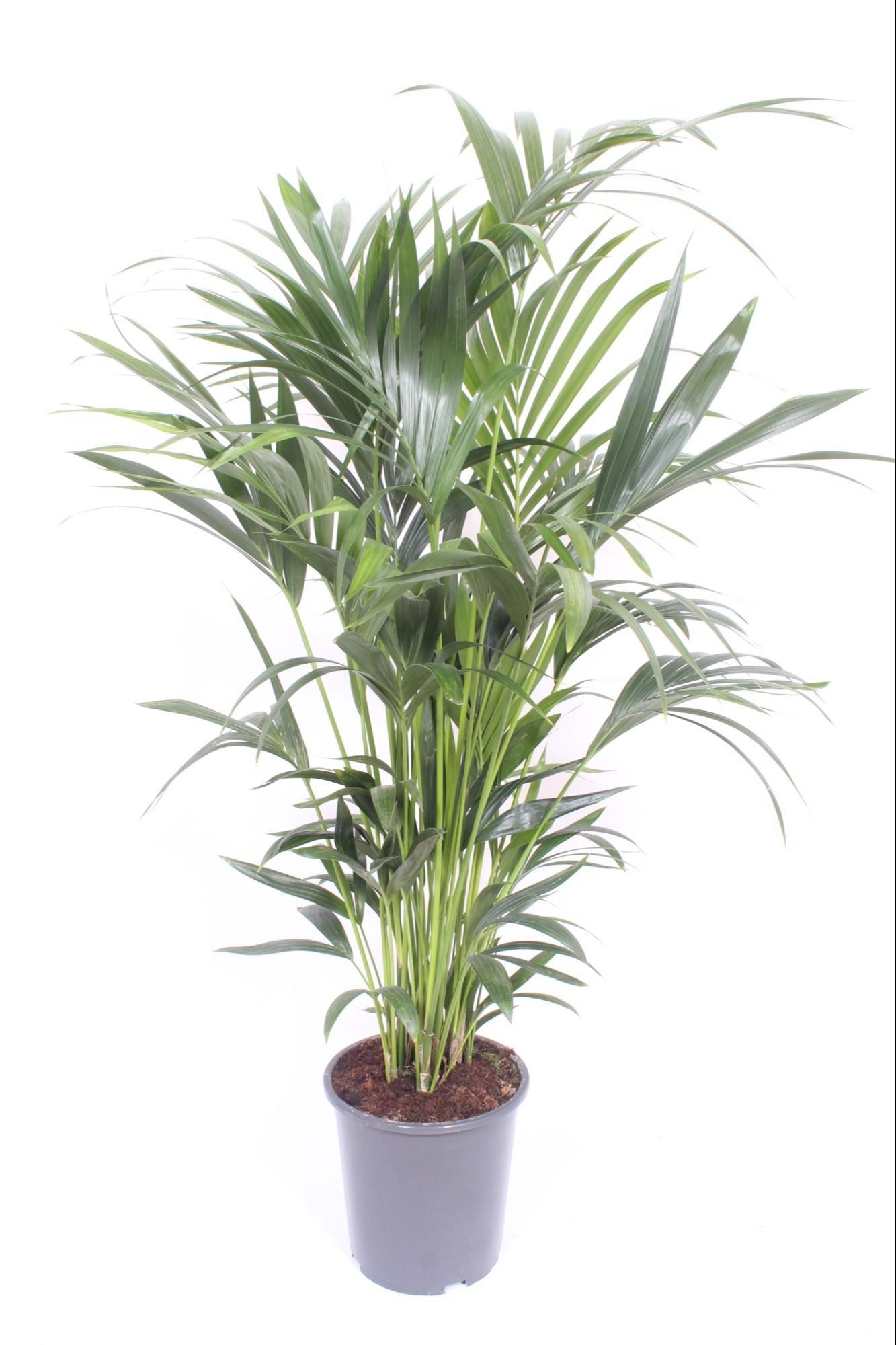 Howea forsteriana 200cm 27cm Pot