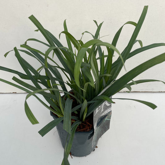 Carex Bunny Blue 30cm 17cm Pot