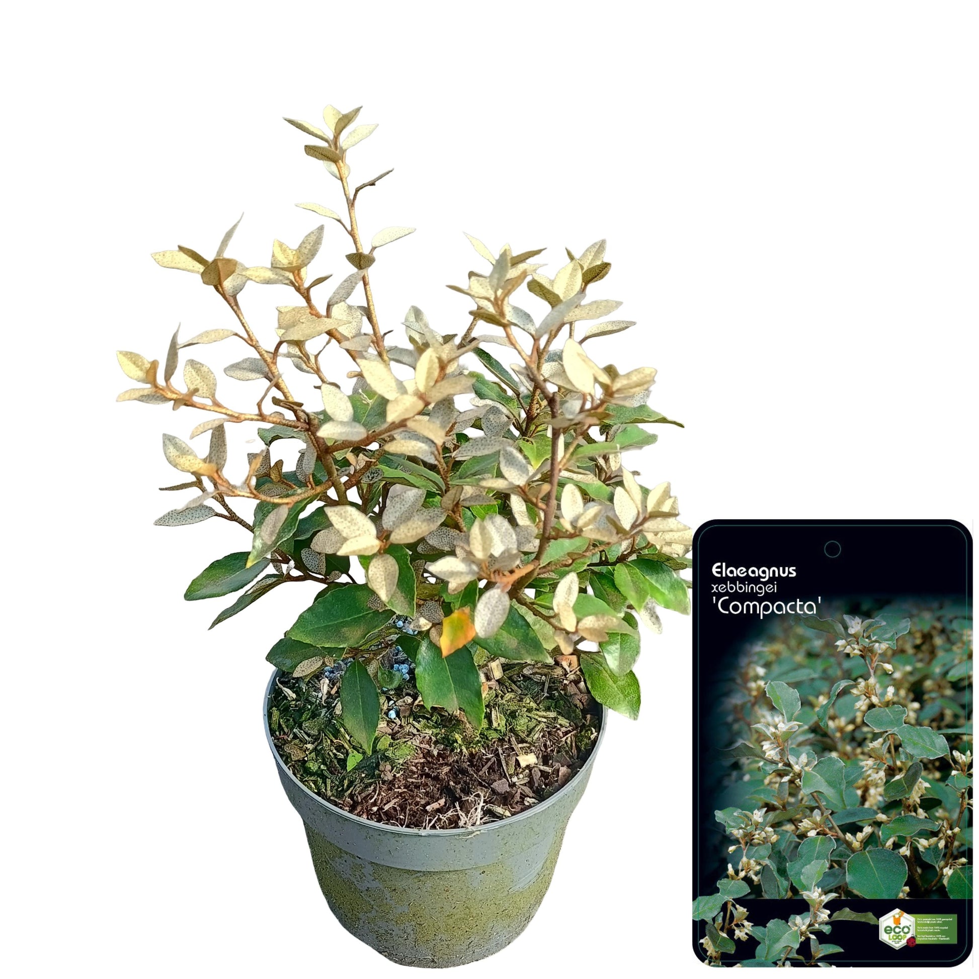 Elaeagnus Compacta 35cm 17cm Pot