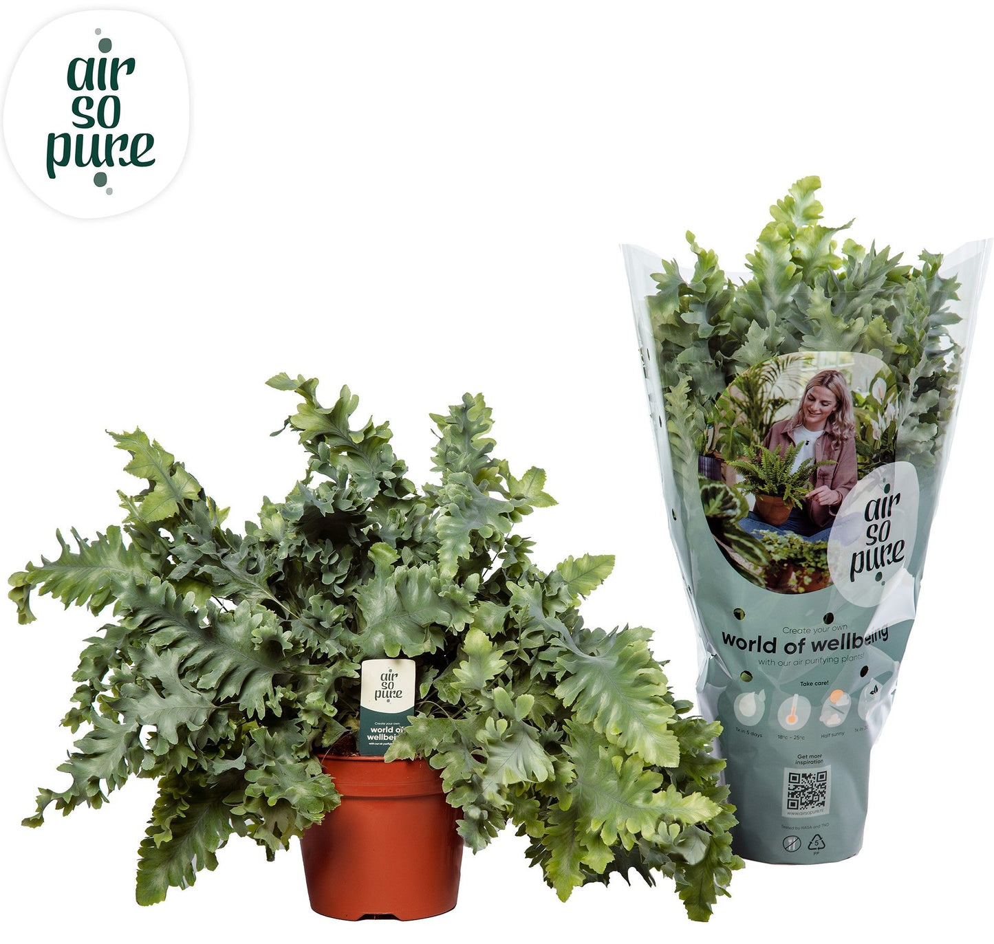 Phlebodium Davana 45cm 17cm Pot