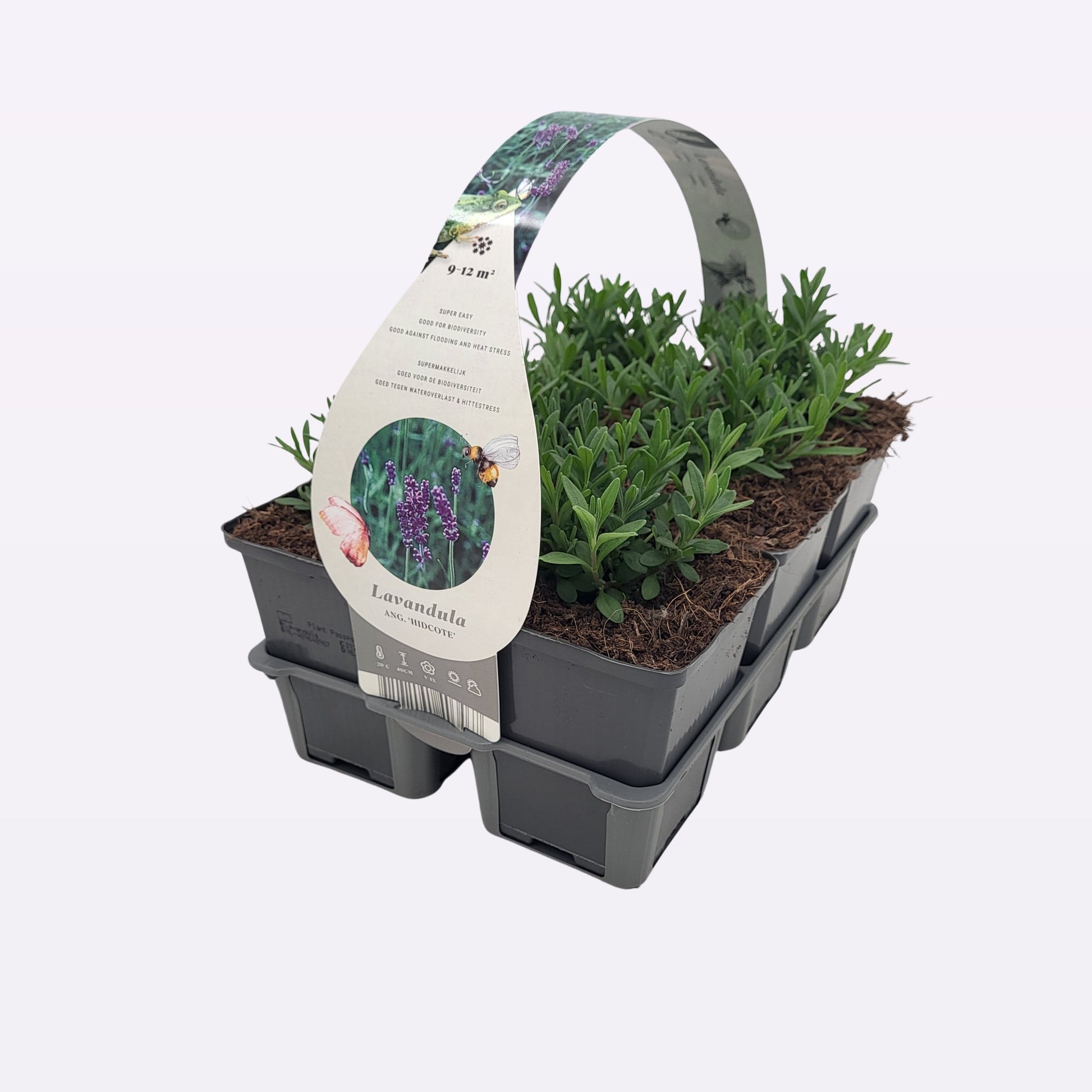 Lavandula Hidcote 20cm 9cm Pot