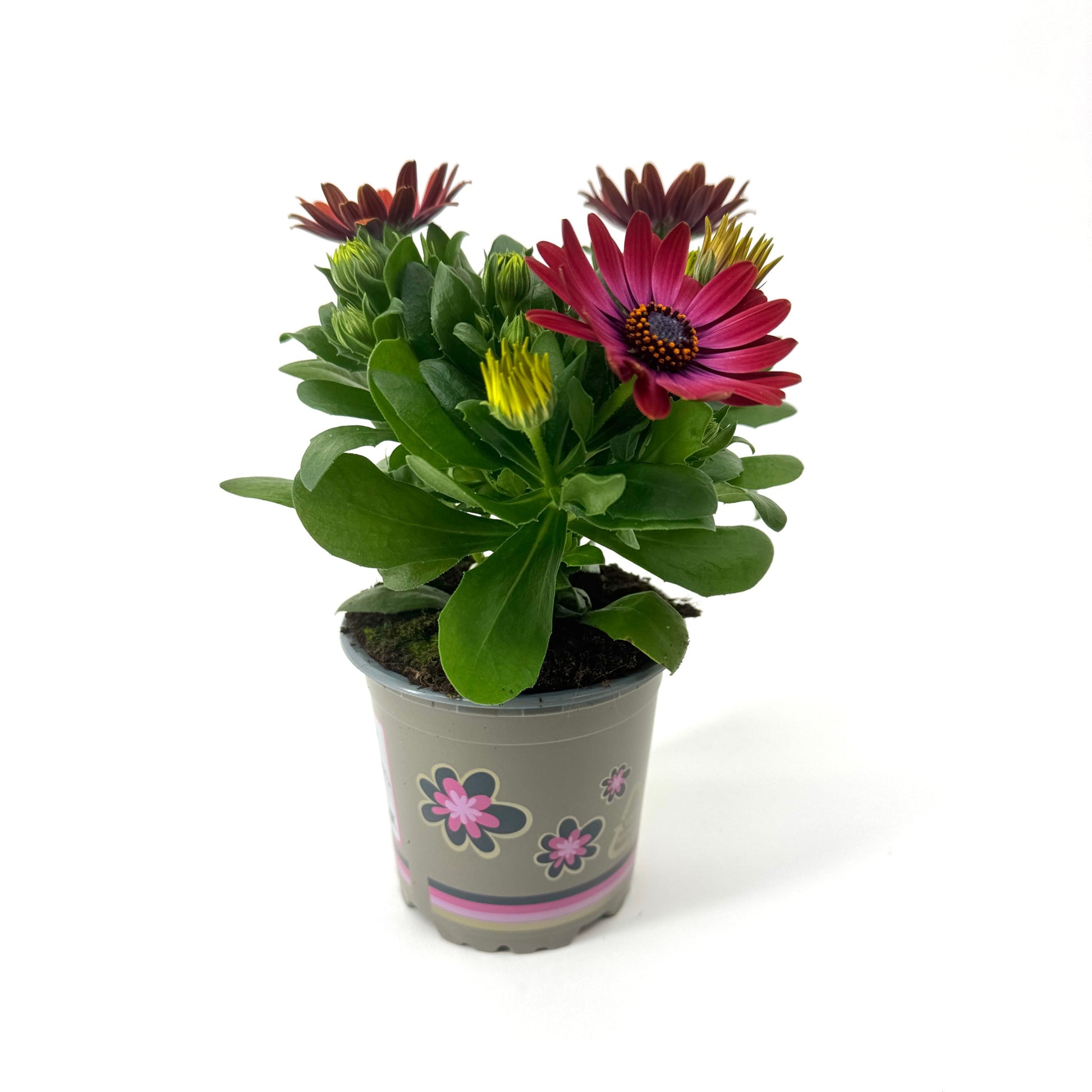 Osteospermum Senorita Andreea 22cm 11cm Pot
