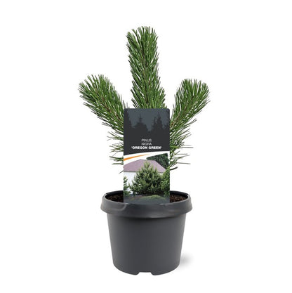 Pinus nigra 35cm 19cm Pot