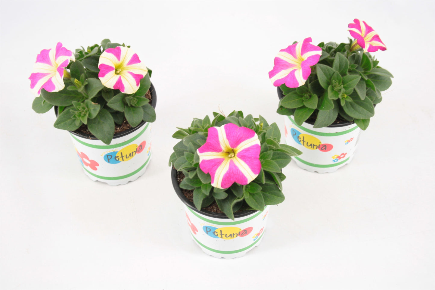Petunia Amore Mio 20cm 510cm Pot