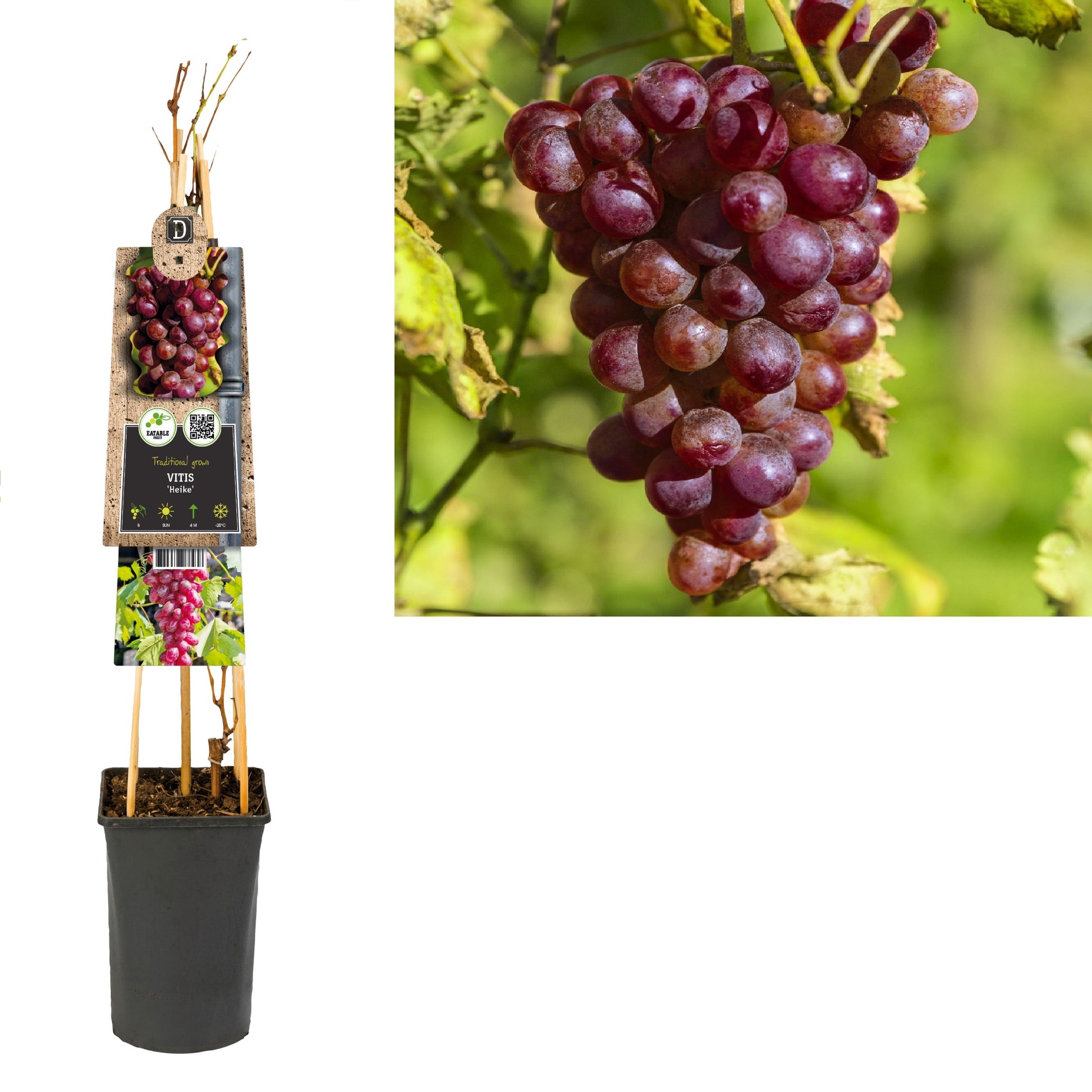 Vitis Heike (Red Grape) 75cm 17cm Pot