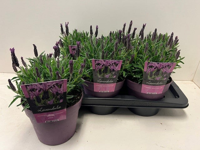Lavandula st. Toscane 30cm 17cm Pot