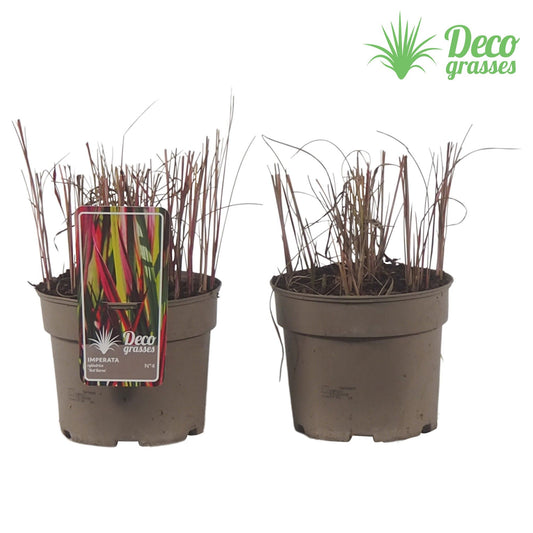 Imperata Red Baron 50cm 19cm Pot