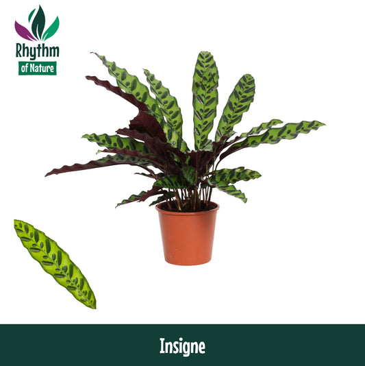 Calathea Insigne 45cm 14cm Pot