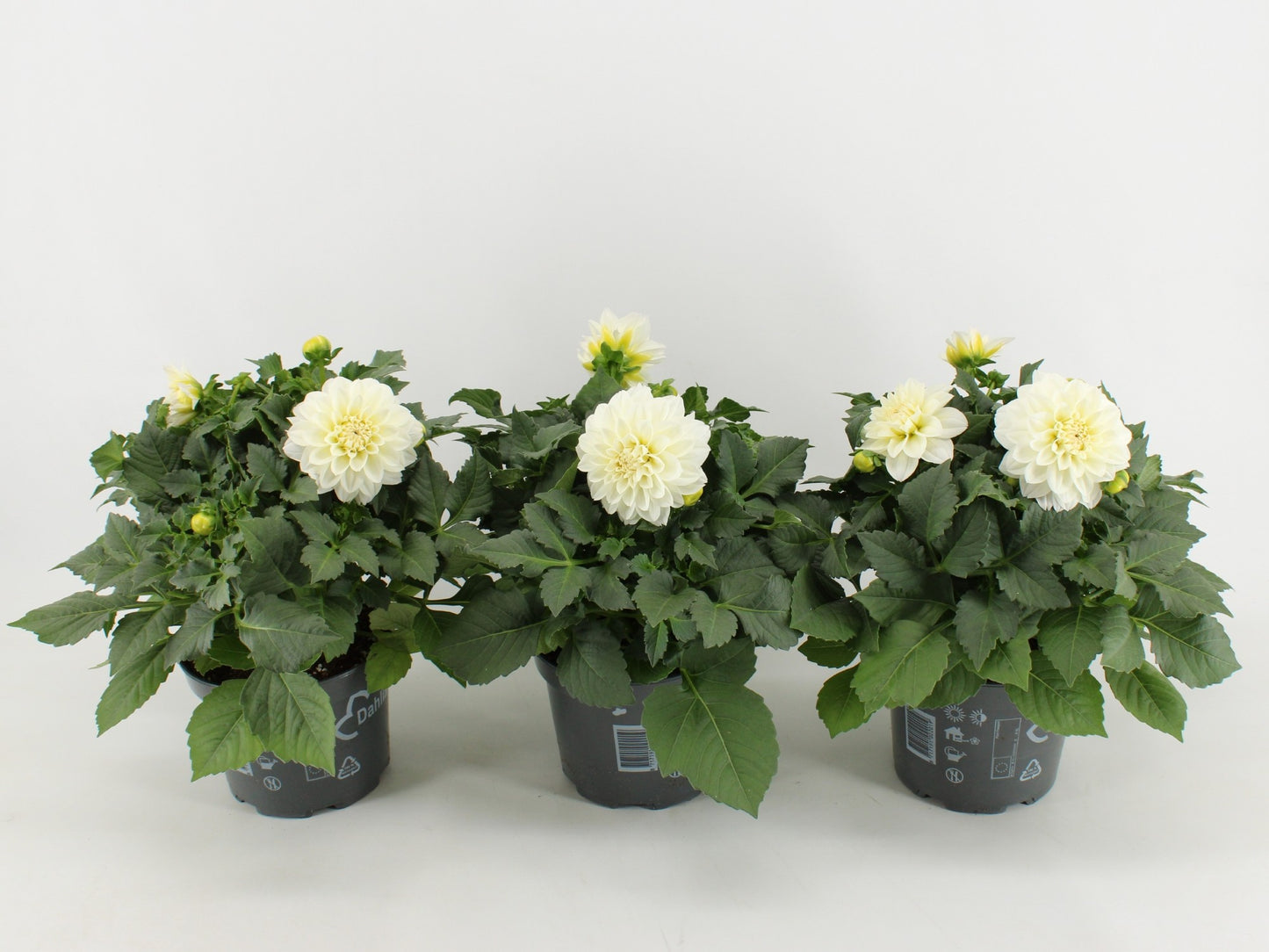 Dahlia Dalina Maxi Lopez 45cm 17cm Pot