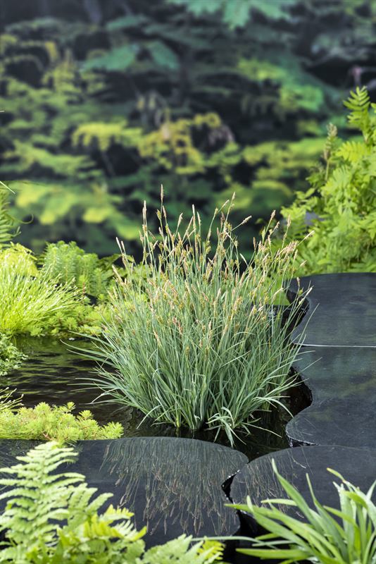 Carex panicea 20cm 9cm Pot