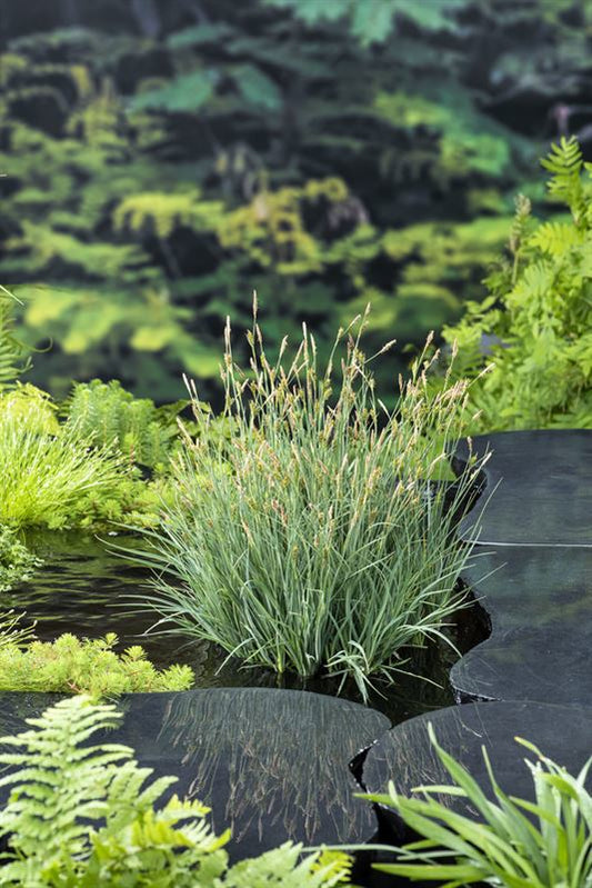 Carex panicea 20cm 9cm Pot