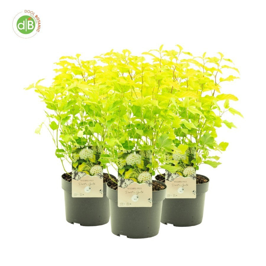 Physocarpus Dart's Gold 35cm 19cm Pot