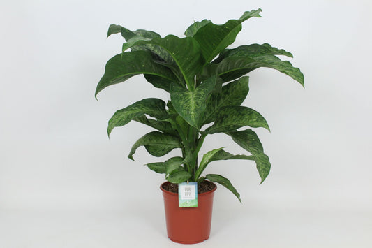 Dieffenbachia Memoria Corsii 90cm 24cm Pot