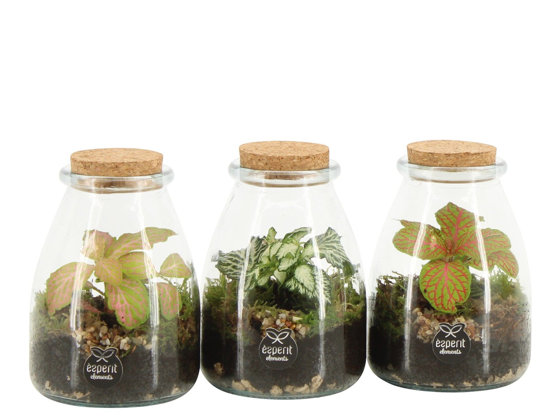 arr. Kamerplanten 90716 13cm 9cm Pot
