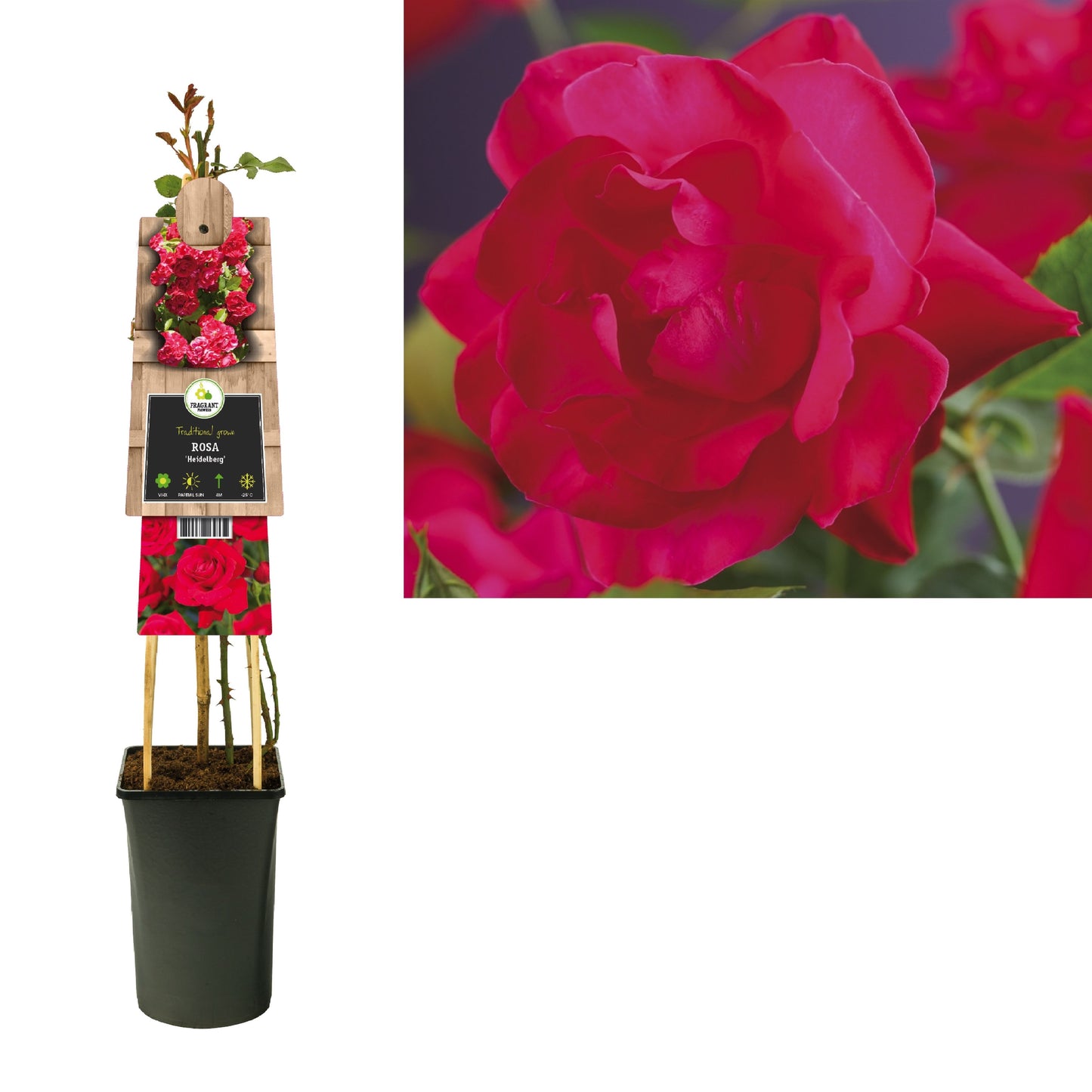 Rosa Heidelberg 75cm 17cm Pot