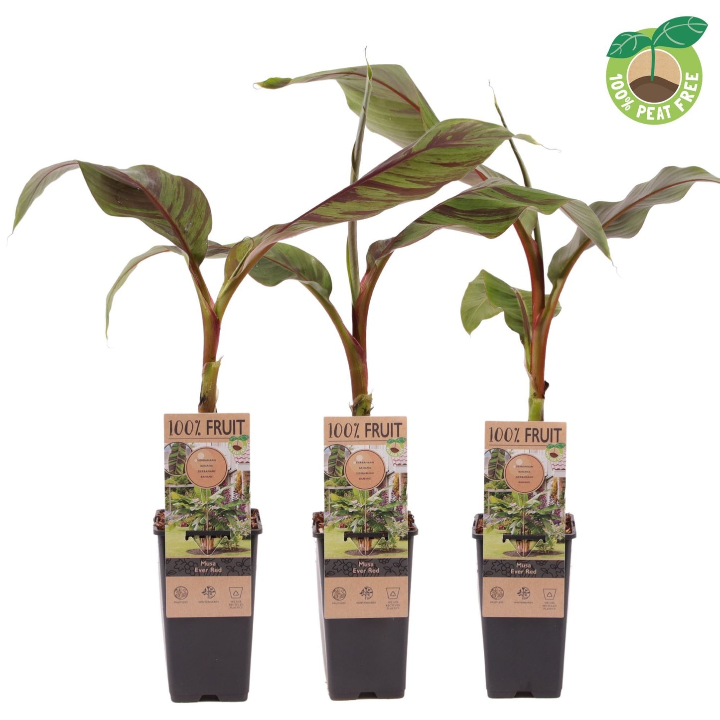 Musa sikkimensis Ever Red (Banana) 30cm 15cm Pot