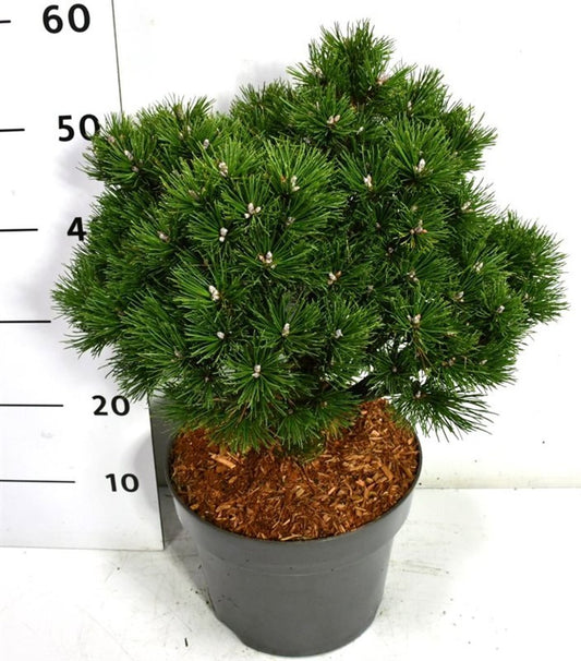 Pinus mugo Humpy 50cm 26cm Pot