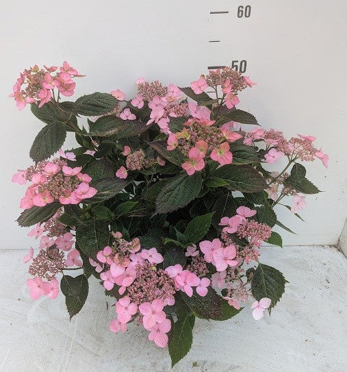Hydrangea serrata 40cm 27cm Pot