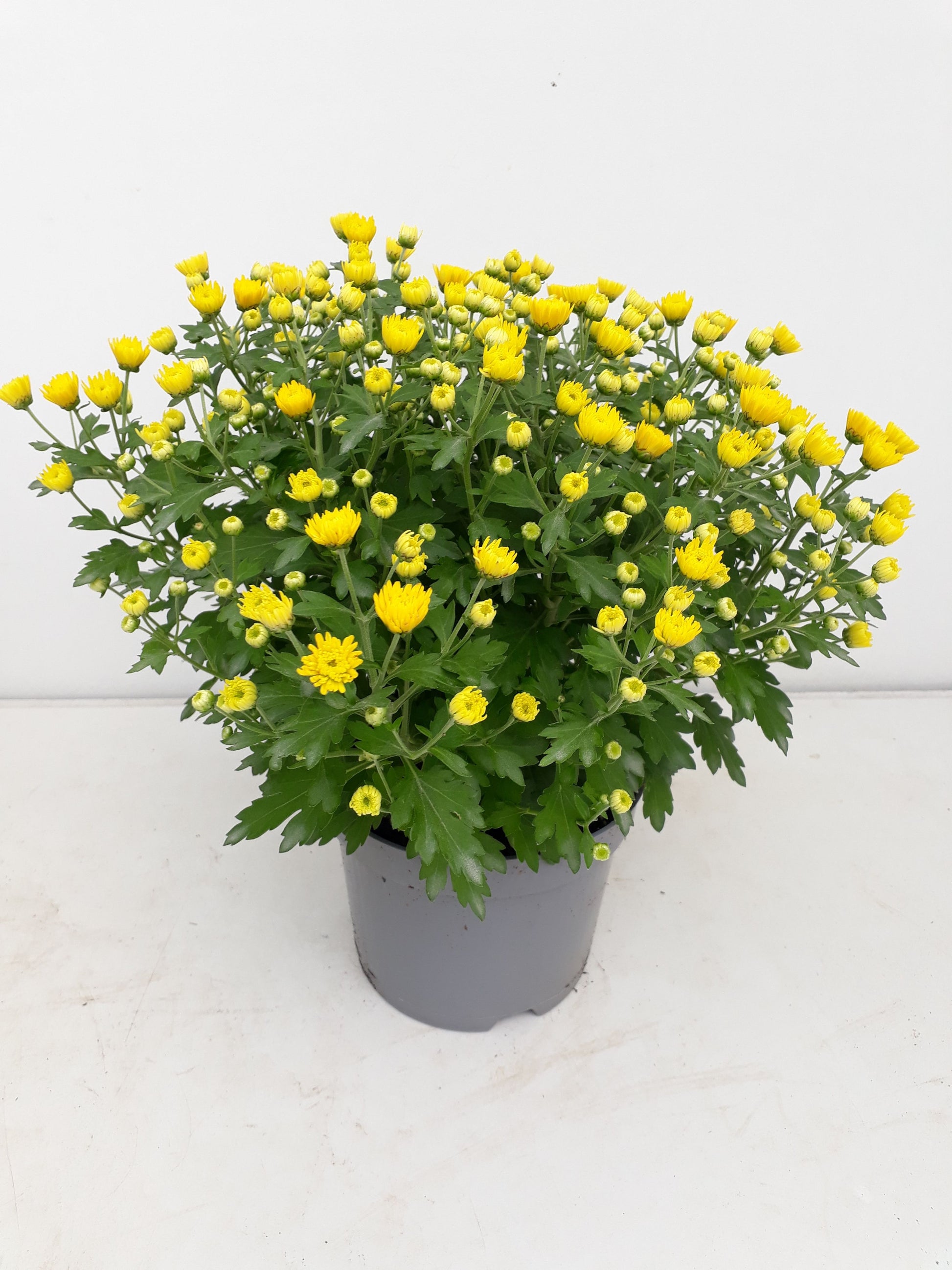 Chrysanthemum yellow 25cm 14cm Pot