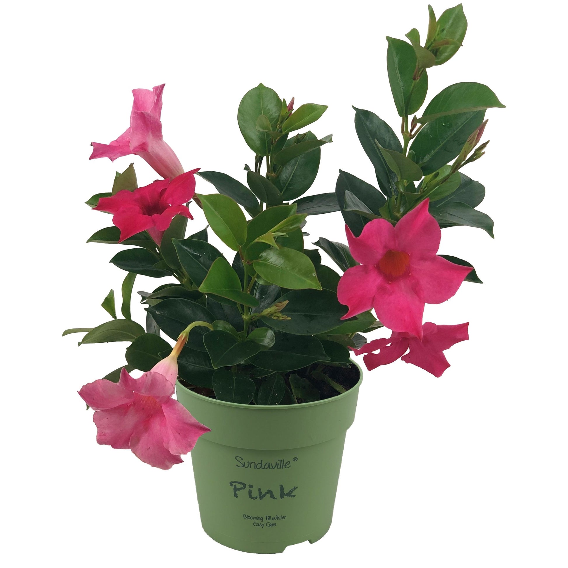 Mandevilla Pink 25cm 12cm Pot