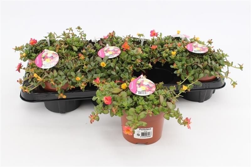 Portulaca carnaval 10cm 13cm Pot