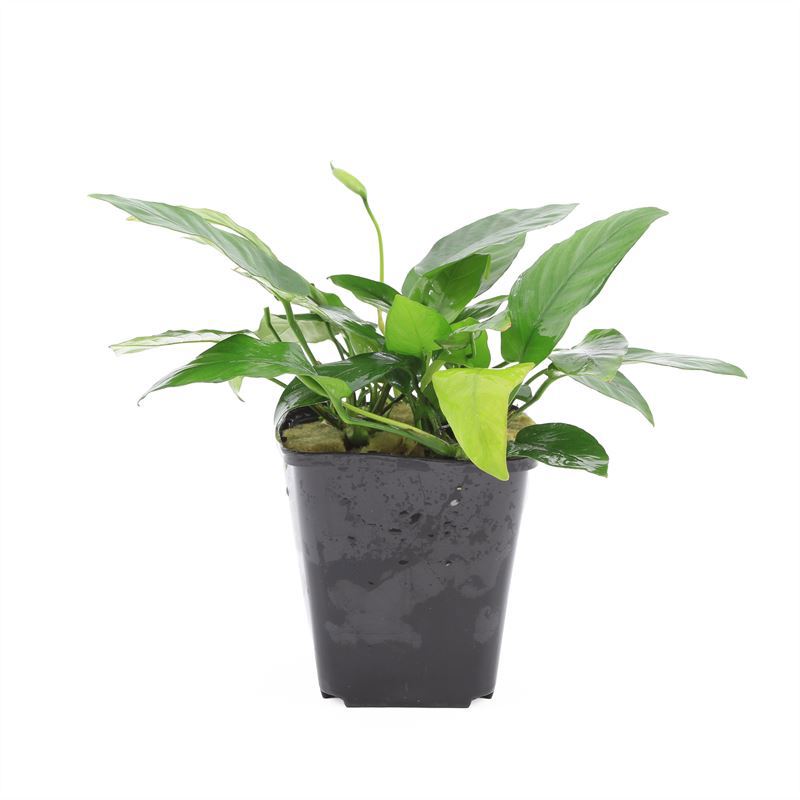 Aquarium plant mix 15cm 9cm Pot