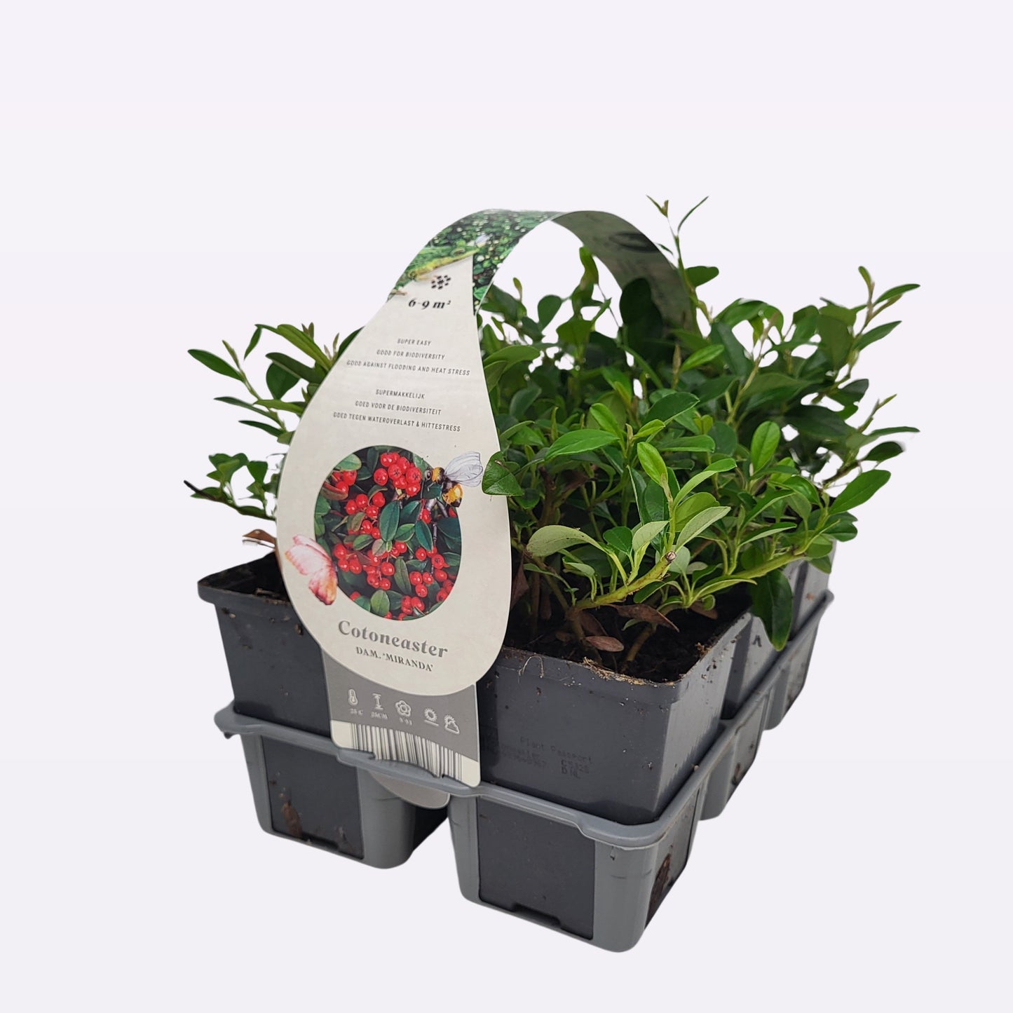 Cotoneaster dam. Miranda 25cm 9cm Pot