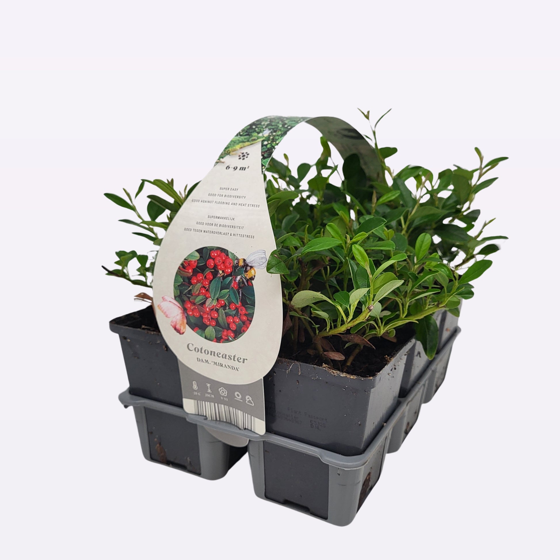 Cotoneaster dam. Miranda 25cm 9cm Pot