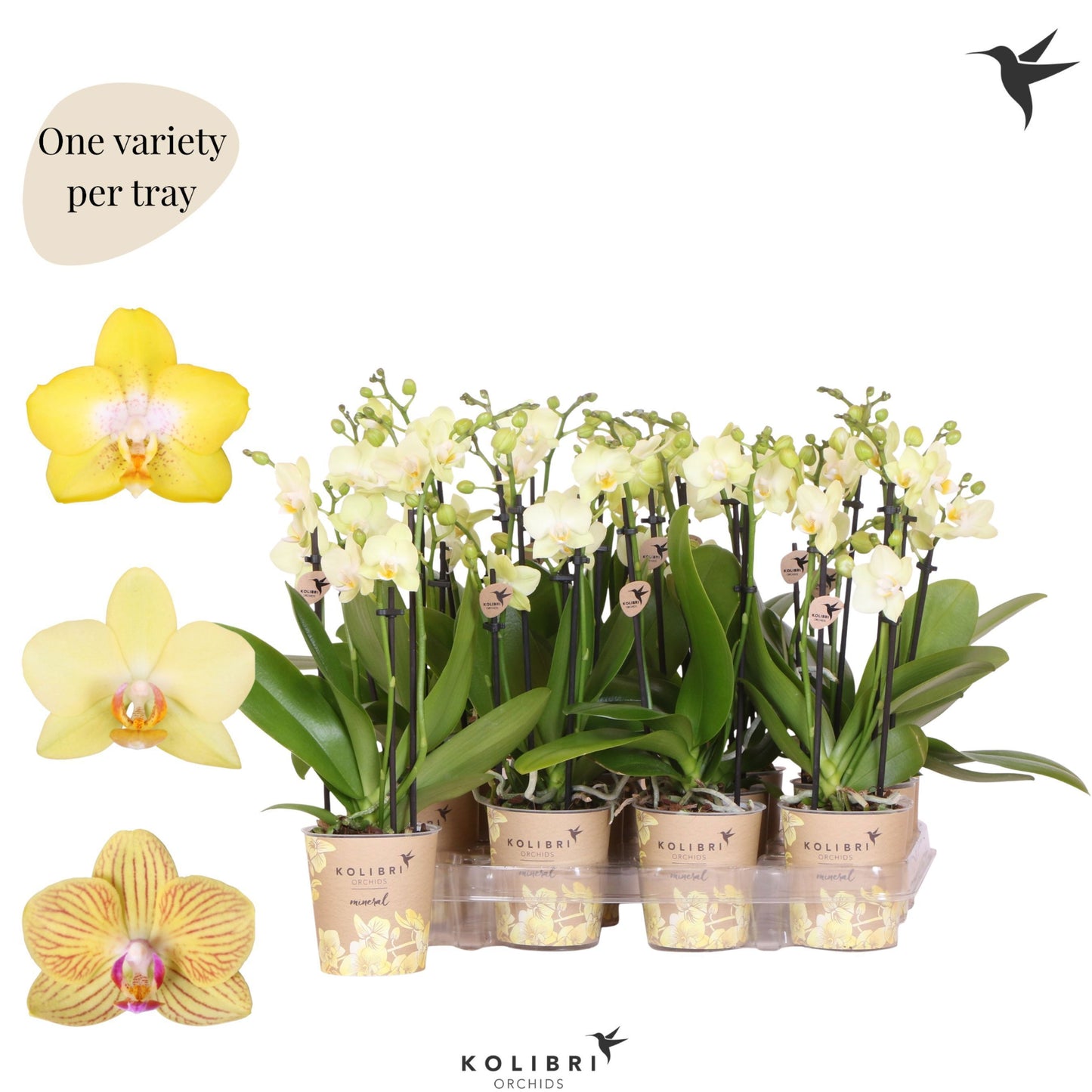 Phalaenopsis yellow 40cm 9cm Pot