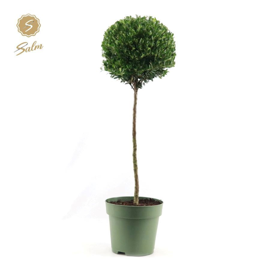 Ilex crenata Jenny 85cm 24cm Pot