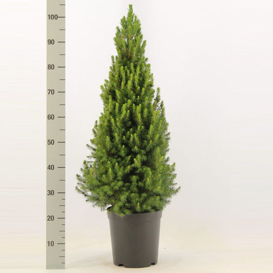 Picea glauca Conica 90cm 23cm Pot