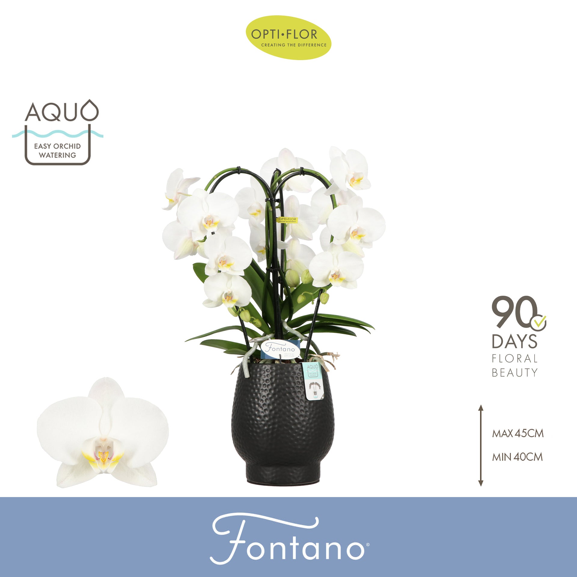 Phalaenopsis white cascade (+ drp.ceramic) 50cm 12cm Pot