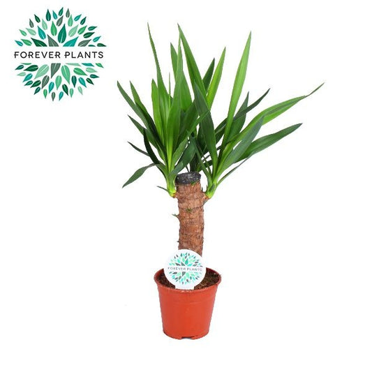Yucca elephantipes 60cm 14cm Pot
