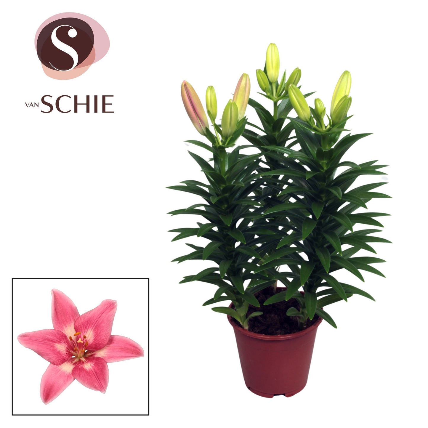 Lilium az. Rozalynn 35cm 13cm Pot