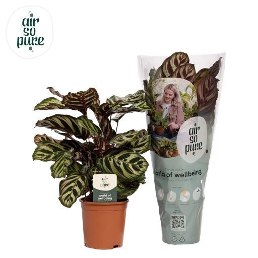 Calathea makoyana 35cm 14cm Pot